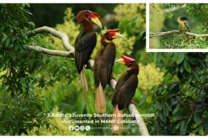 Mindanao Rufous Hornbills spotted in Mount Apo