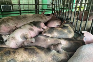 DA intercepts nearly 500 pigs amid fight vs. ASF