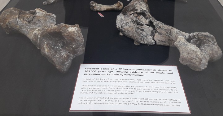 Nat'l Museum shows oldest proof of hominin existence in PH | Philippine  News Agency