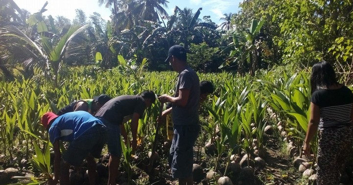 Region 8 coconut industry on road to recovery after ‘Yolanda ...