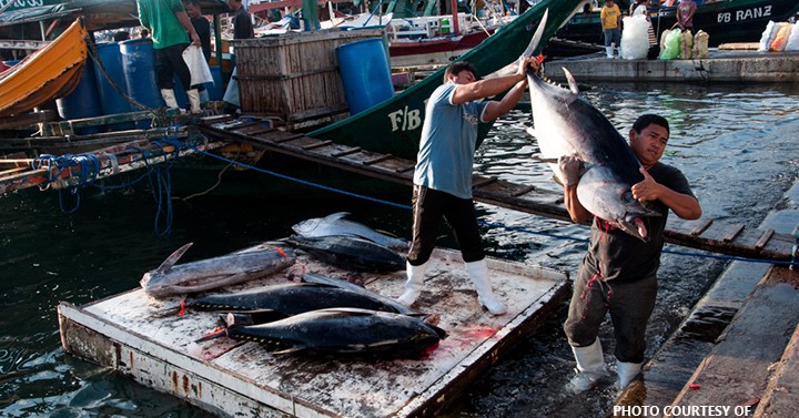 BFAR to set up tuna farms in Samar seas | Philippine News Agency