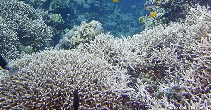 Australia's Great Barrier Reef recovery rate drops | Philippine News Agency
