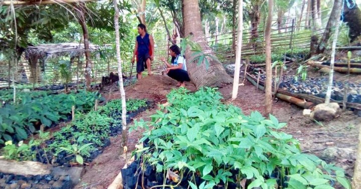 Albay island villagers commit 160 hectares for fruit tree project ...