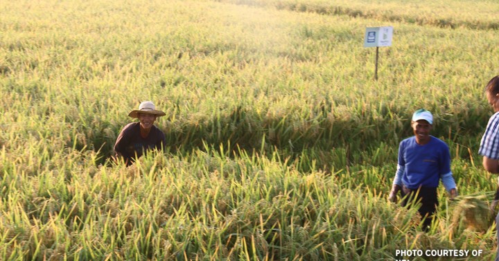 Gov't Urged To Use Rice Subsidy To Buy Palay From Farmers | Philippine ...