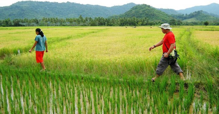 Gov’t to help rice farmers as palay prices fall to P7 per kilo ...