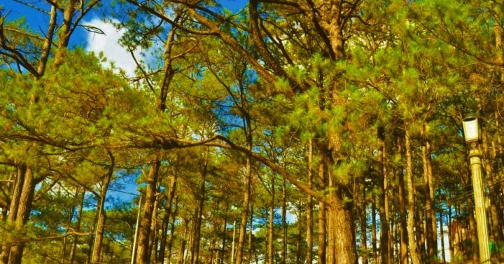 Baguio City lauds DENR action to save 'dying' pine trees | Philippine ...