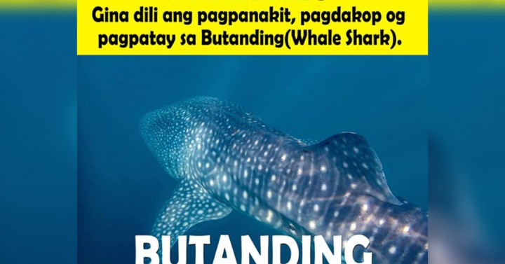 GenSan coastal waters eyed as critical habitat of 'butandings ...