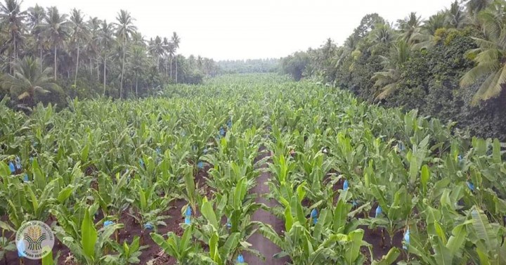 Agrarian Reform Recipients To Benefit From PARC S Ruling Philippine   Banana Plantation 