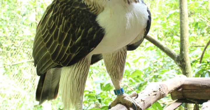 DENR, Singapore partner formally seal PHL Eagle conservation deal ...