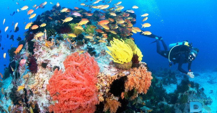 Dive tourism, the next big thing in Camiguin | Philippine News Agency