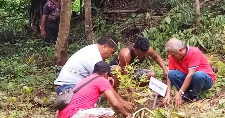 Farmers trained on bamboo production, rejuvenation | Philippine News Agency