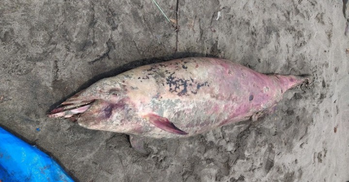 4th Dead Dolphin Found On Southern Negros Shoreline 