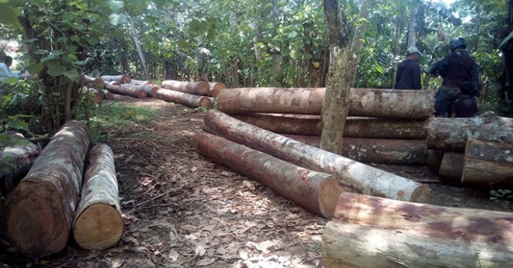 illegal logging in the philippines essay