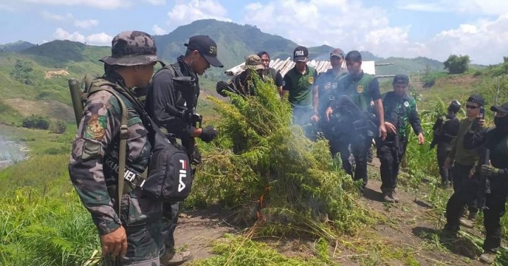 P5.4-M marijuana uprooted along SoCot, SK, DavSur boundary | Philippine ...