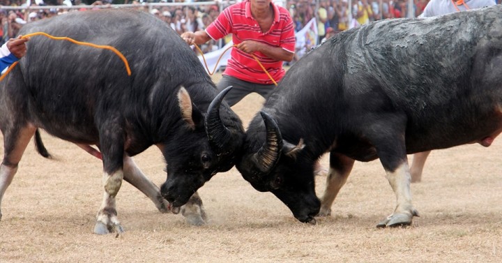 Century-old bullfighting in Iloilo town shelved | Philippine News Agency Century-old bullfighting in Iloilo town shelved | Philippine News Agency