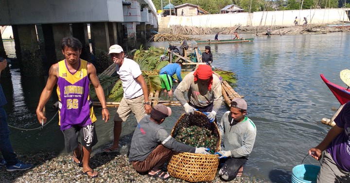 Red Tide Back In 13 Eastern Visayas Bays Philippine News Agency