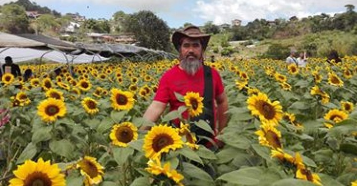 Benguet S Sunflower Garden Draws Crowd