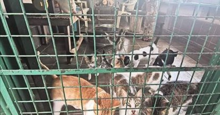 Pet owners face food dilemma for furry friends during quarantine |  Philippine News Agency