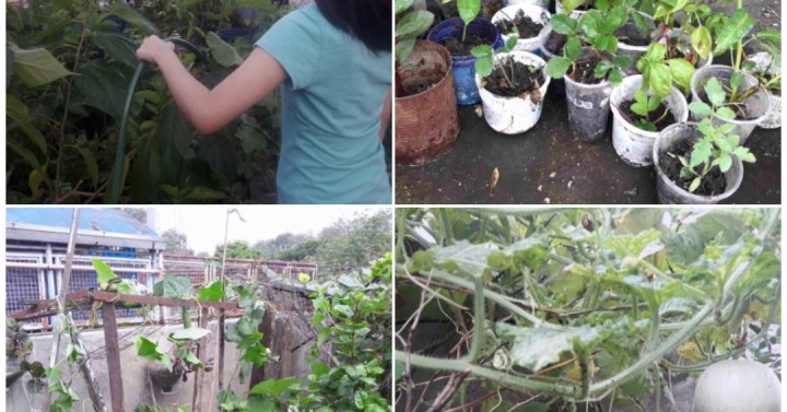 research paper about gardening in the philippines