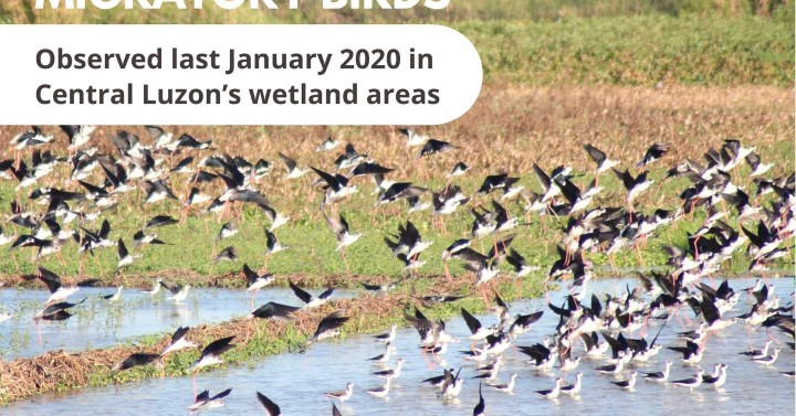 PH An Important Migratory Bird Route: DENR | Philippine News Agency