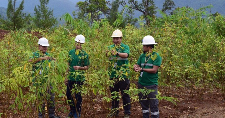 Nickel miners plant 6.59M trees | Philippine News Agency