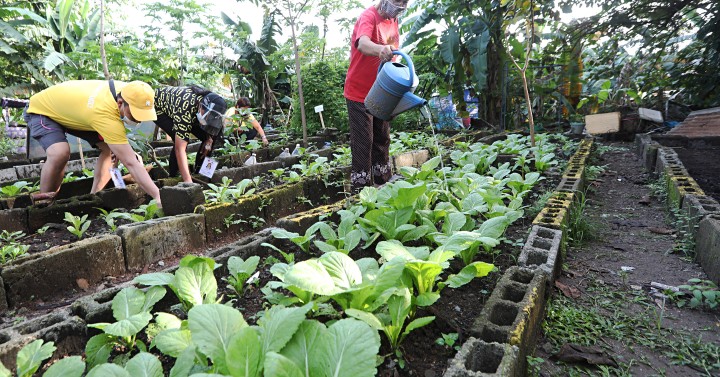 Veggie garden | Photos | Philippine News Agency