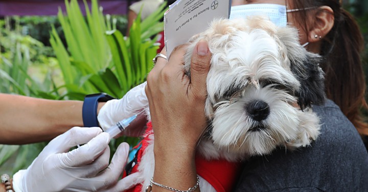 Dog shot | Photos | Philippine News Agency