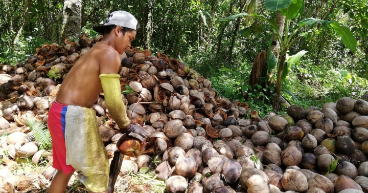 Eastern Visayas Updates Registration Of 460k Coconut Farmers Philippine News Agency