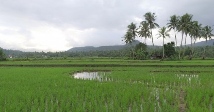 DAR identifies 230K-ha gov’t-owned lands for agri-graduates ...