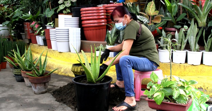 Giant Aloe Vera Photos Philippine News Agency