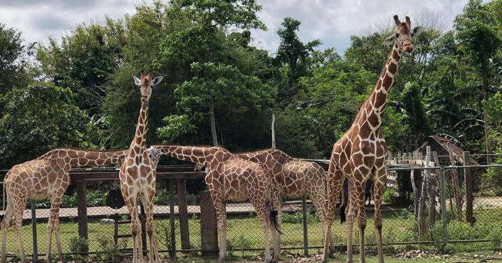 Palawan eyes reopening of Calauit Safari Park in March | Philippine ...