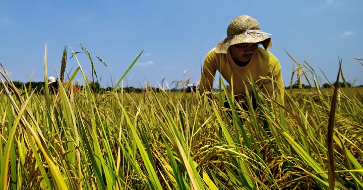 W. Visayas posts highest annual growth in agri output: PSA | Philippine ...