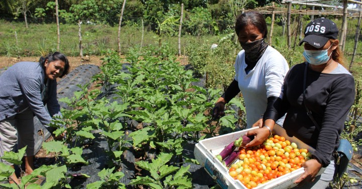 Gulayan sa Barangay: Cebu town’s breeding of communal resiliency ...