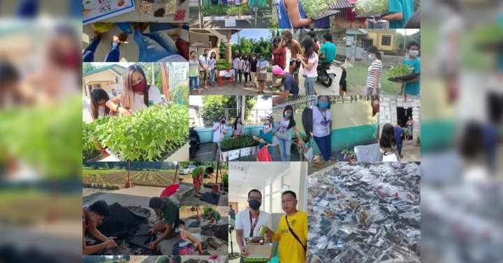 Pangasinan youth group's agri-projects thrive amid pandemic ...