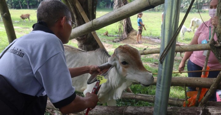 Artificial insemination program produces over 7K calves in Cebu |  Philippine News Agency