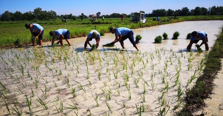 Planting Rice Is Fun With Help From Ilocos Cops Philippine News Agency