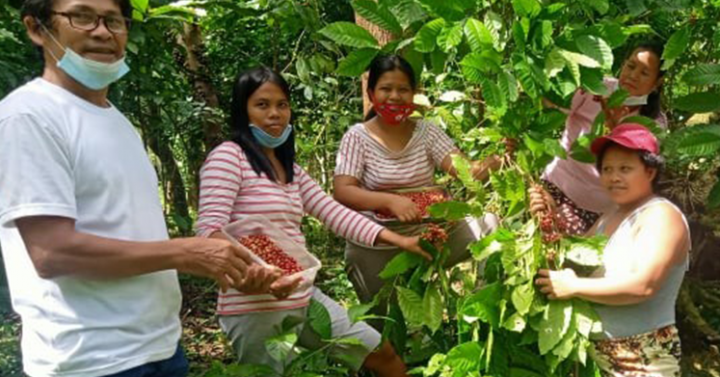 45-hectare coffee, cacao plantation eyed to aid Ormoc farmers ...