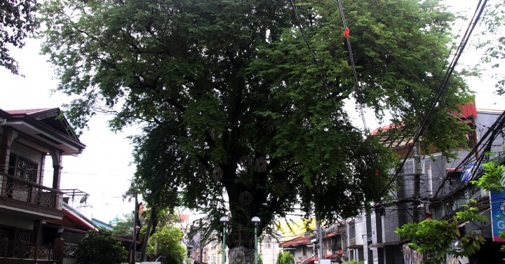 Sampaloc Tree