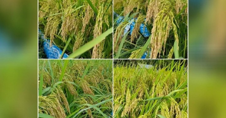 Hybrid Rice Production Helps Boost Food Security | Philippine News Agency