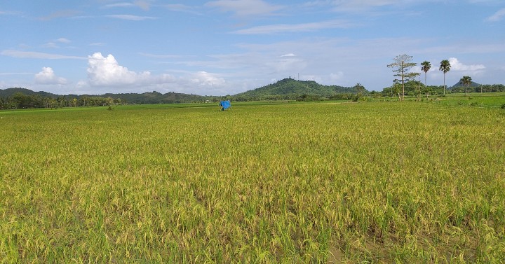 eastern-visayas-rice-self-sufficiency-goal-realistic-da-chief