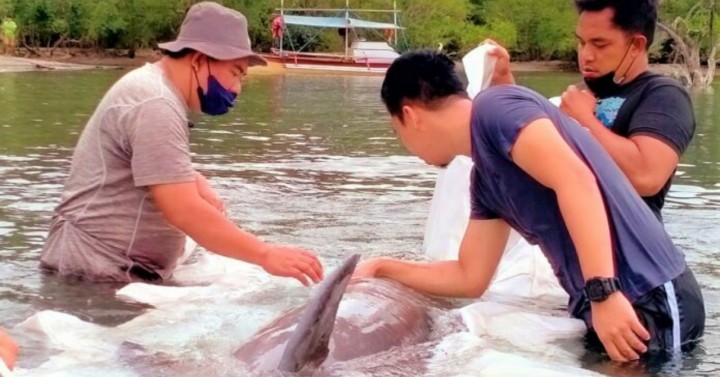 2 rescued dolphins released back into sea in Sultan Kudarat ...