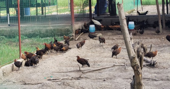 gov-t-native-chicken-project-targets-200-raisers-in-negor-philippine