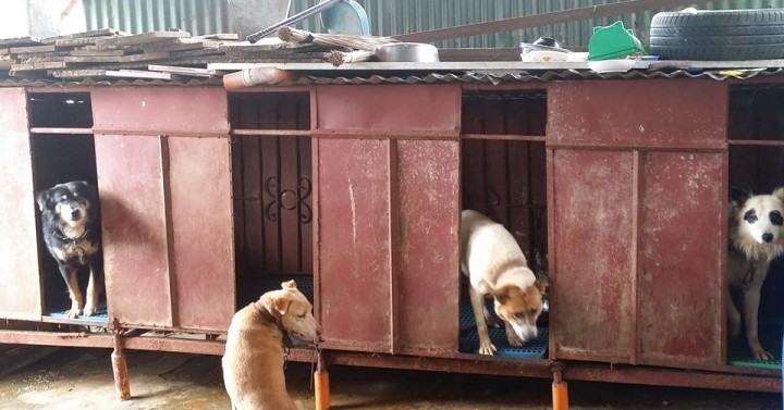 Baguio cracks down on eateries serving dog meat Philippine News