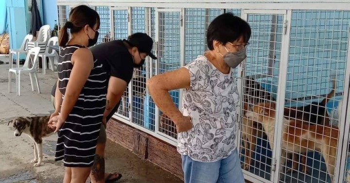 Raps await city vet, 8 others for 'mercy killing' of stray dogs |  Philippine News Agency