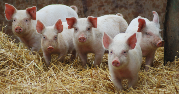 ASF-affected NoCot town gets 105 piglets | Philippine News Agency