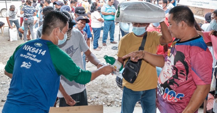 Ilocos Norte rolls out 'clustered' tomato farming | Philippine News Agency