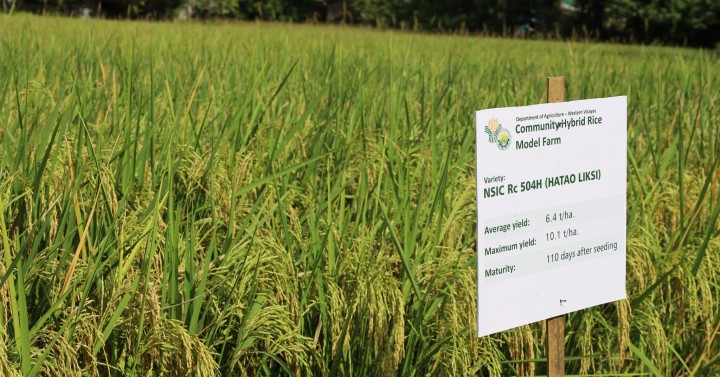 PBBM Eyes Program For Hybrid Rice Production To Boost Crop Yield ...