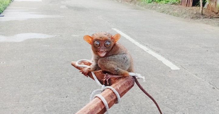 denr-calls-on-samar-community-to-protect-not-collect-tarsiers