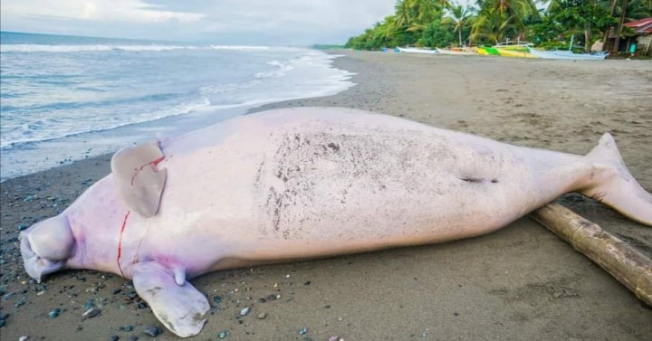 Dead Sea Cow Found In Antique’s Coastal Village | Philippine News Agency