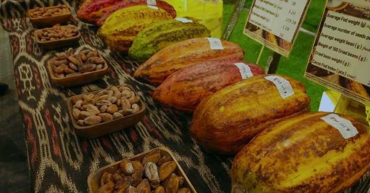 CACAO SEEDS | Photos | Philippine News Agency